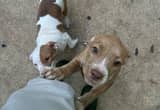 Rednose Pitbull Puppy