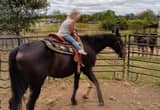 Standardbred gelding( A babysitter)