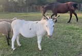 White Appaloosa Mini Donkey Gelding