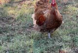 gold laced chocolate orpington rooster