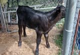 Black Angus bull calf