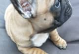 Adorbull French bulldog Males