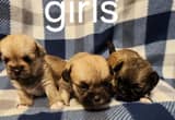 Pekingese/ miniature Schnauzer pups