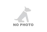 French Bulldog Female AKC REGISTERED