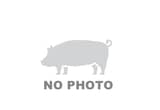 two kune kune pigs to give away
