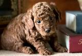 Toy Poodle - Male - Red