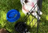 Australian Shepherd Pups