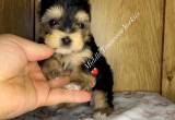 Teacup Yorkie