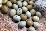 hatching ring neck pheasant eggs