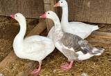 Rare Endangered Cotton Patch Geese