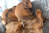 CKC Female Red dapple mini dachshund