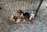 *The sweetest Basset Hound puppies*