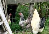 Laying Hens - 1 year old & 2 year olds
