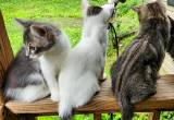 American Bobtail Kittens