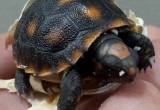 cb baby redfoot tortoises
