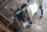 intact male goat for sale