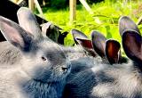 Silver Fox Meat Rabbits