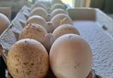 Narangasett Turkey Hatching Eggs