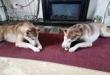 Husky: Bonded Pair