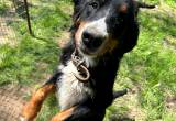 Female Bernese Moutain Dog