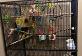 parakeets and cage