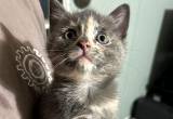 Female Polydactal Kitten