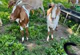 Boer Cross Goats
