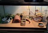 Free Bearded Dragon and Enclosure