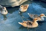 marbled teal ducks - pairs, flock.