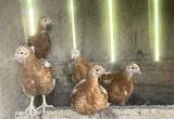 Red Sexlink Pullets