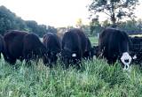 Precondtioned Angus Steers(Avg. 650 lbs)
