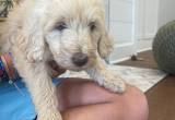 goldendoodle pups for sale