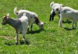 Polled goats