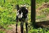 Nubian Billy Goat