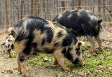 Ossabaw Island Hogs weaner piglets