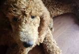 red Male standard poodle