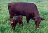 Reg. American Milking Devon Cow & Heifer
