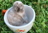 Chocolate Magpie Holland Lop #2