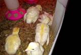 Baby Turkey Chicks