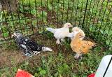 Assorted Bantam Chicks