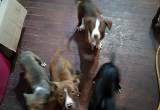 Free Pit Puppies with rehoming fee