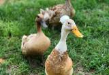 ducks 1 drake 4 females
