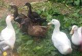 2 Rouen Male Ducks & 1 Female Pekin