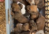 i have 8 Catahoula Bulldog pups for sale