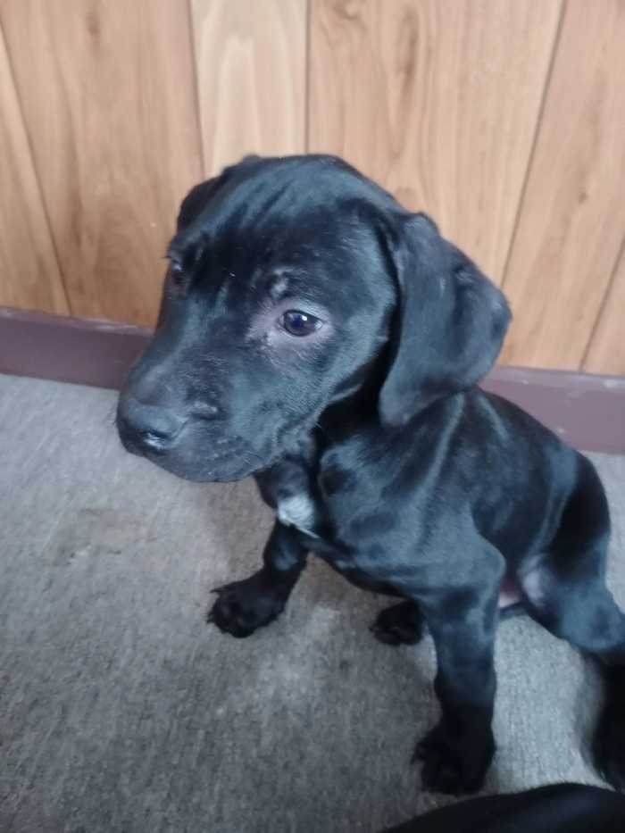 2 lab mix puppies for free in Livingston TN - LSN