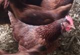 Rhode Island red pullets