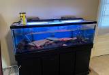 125 Gal Fish Tank Setup w/ Fish