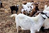Baby Fainting Goats 4 months reduced