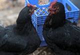 Laying Hens- Roosters- Holistic Farm