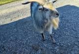 male pygmy goat